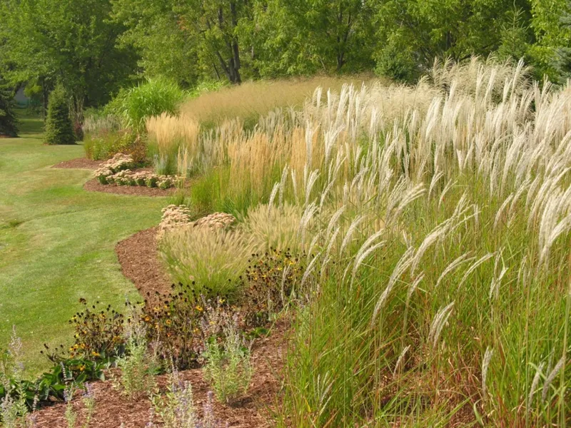 Ornamental grass garden beside a pond