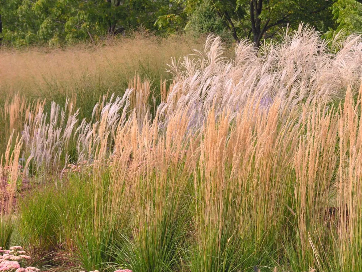 An Ornamental Grass Garden — after 02